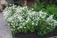 Dwarf-Fothergilla