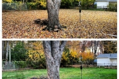 Leaf Removal