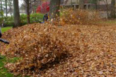 Leaf Removal