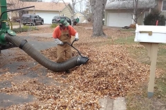 Leaf Removal