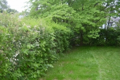 Trim Overgrown Hedges