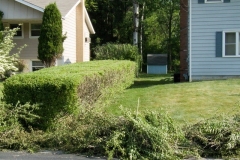 Trim Overgrown Hedges