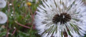 Lawn Fertilization & Weed Control Services Company Galena, Ohio