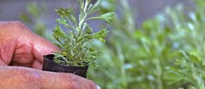Landscape Maintenance Services Galena, Ohio
