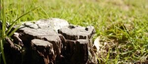 Tree Removal Services Galena, Ohio