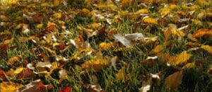 Yard Cleaning Services Galena Ohio