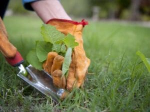 Tips for Successful Weed Control