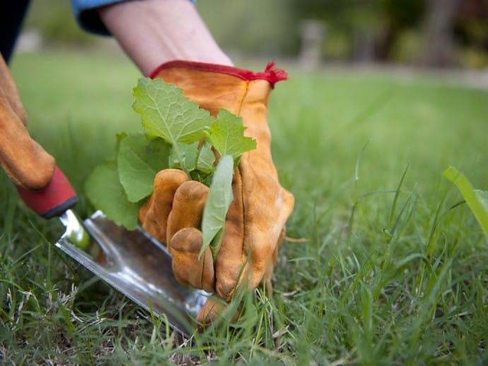 4 Tips for Successful Weed Control