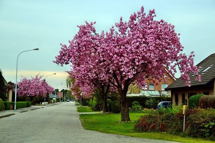 Reasons to Book Tree Removal and Trimming Service Sunbury Ohio