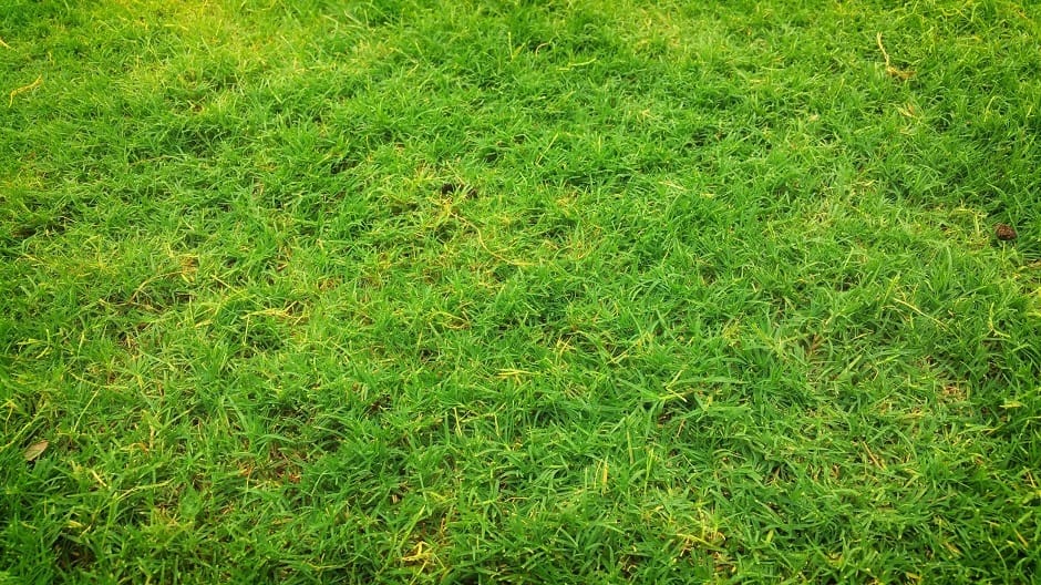 When Is The Best Time To Aerate Your Lawn?