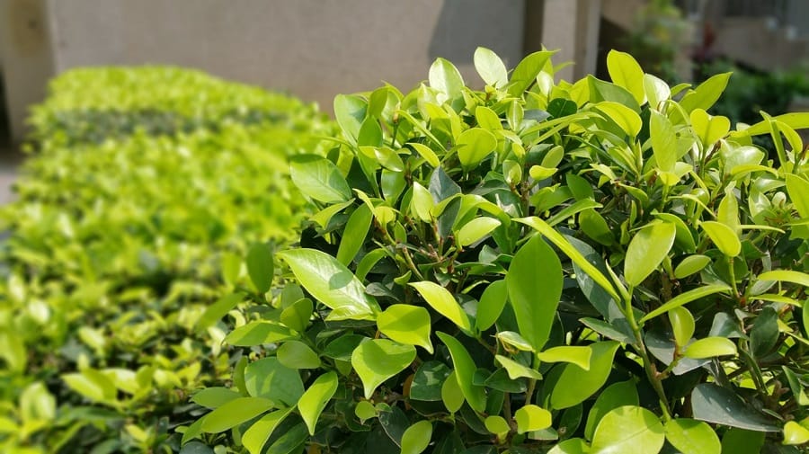 How to Get Rid of Overgrown Shrubs in Your Yard