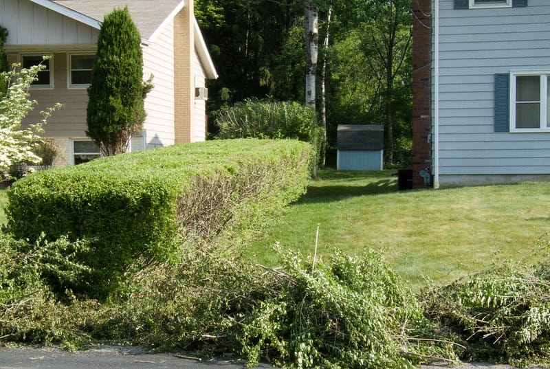 How to Trim Overgrown Hedges