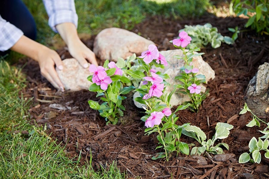 Easy Ways to Dress up The Trees in Your Landscape