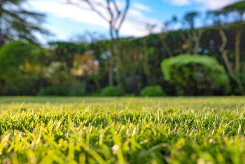 Things to Consider when Choosing a Lawn Care Company in Ohio