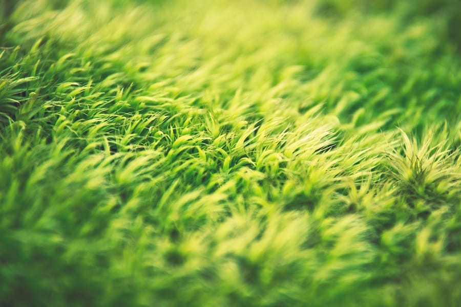 When is the Best Time to Aerate and Overseed Your Lawn in Ohio?