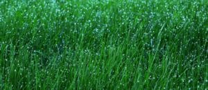 Irrigation Services