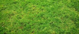 Lawn Aeration Services Westerville Ohio