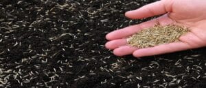 Lawn Overseeding Service Westerville Ohio