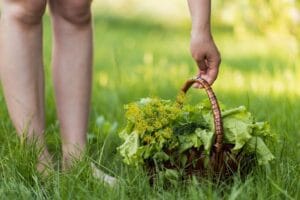 How do you get rid of crabgrass in your lawn