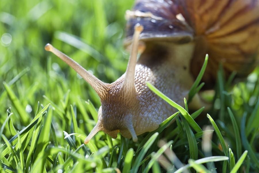 How to deal with grubs on your lawn?