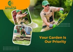 Why Is It Important to Trim Your Trees