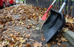 Why Do We Need to Clean Up Leaves