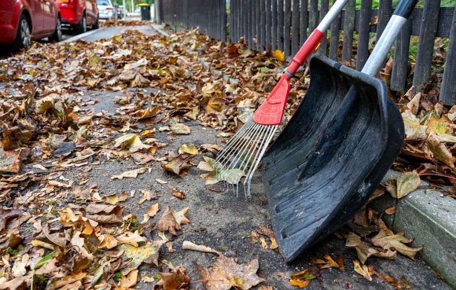 Why Do We Need to Clean Up Leaves?