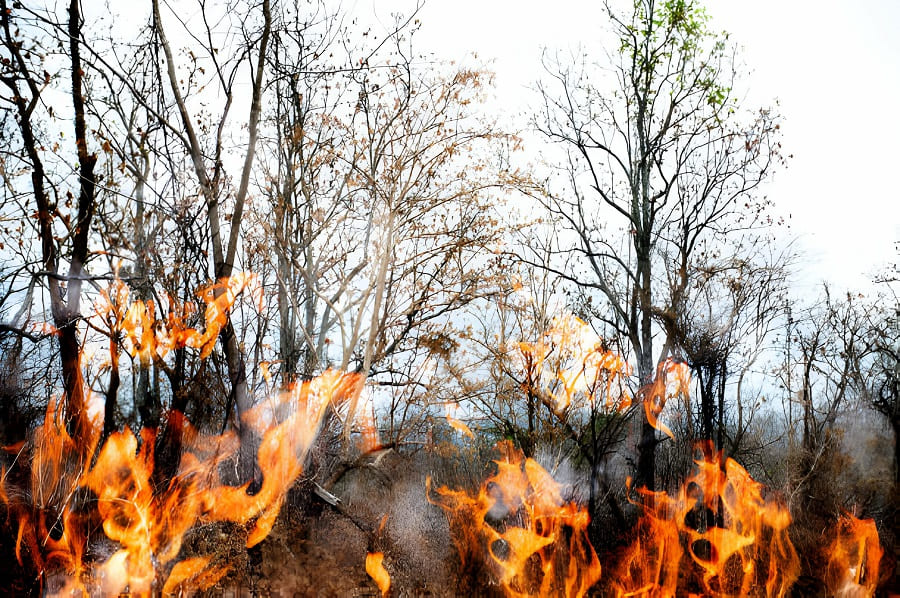 Why the burning bush is bad for our ecosystem?