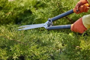 How Mulching Boosts Your Garden's Health and Aesthetics