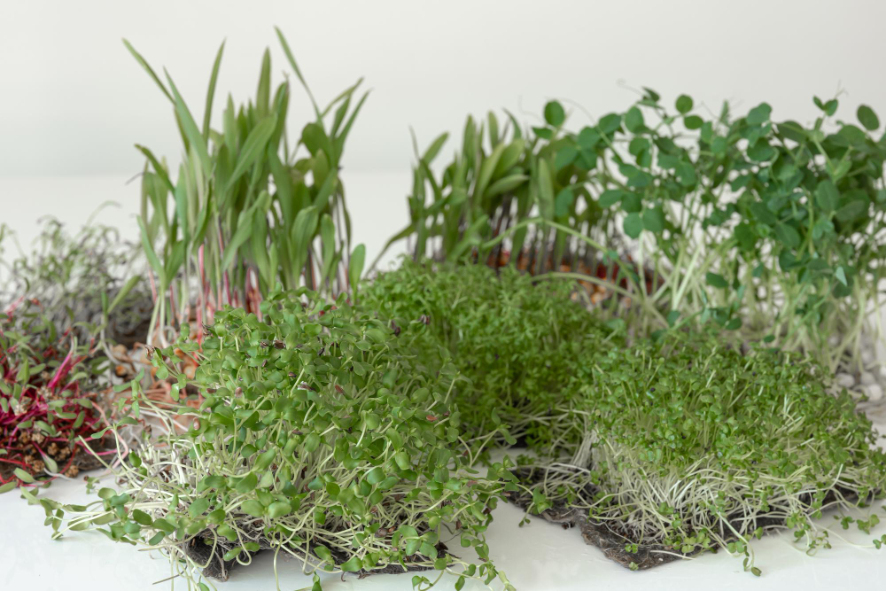 Identifying the Most Common Lawn Weeds in Ohio
