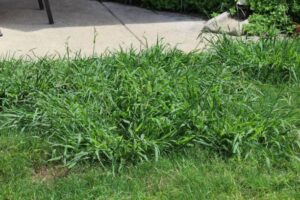 Crabgrass Everywhere