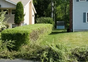 Best Lawn Care Services