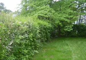 tree removal