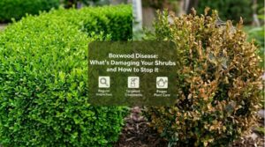 Protecting Ohio Boxwoods from Moths and Disease