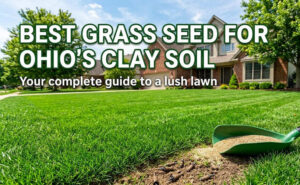 Best Grass Seed for Ohio Clay Soil